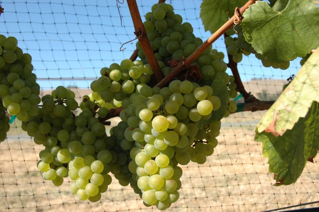 10 estilos de vino para explorar y disfrutar 2 Chardonnay