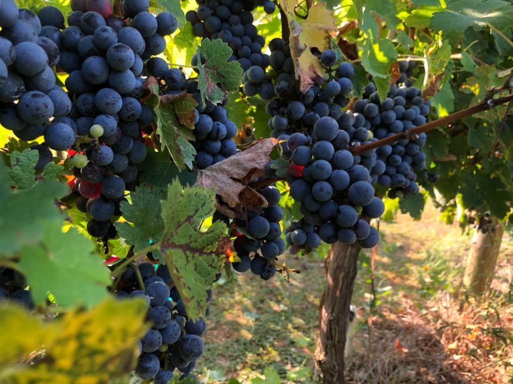 10 estilos de vino para explorar y disfrutar 1 april klein Hu5LlIseOk unsplash 1024x768 1