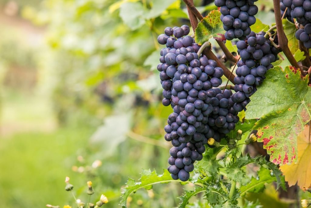 10 estilos de vino para explorar y disfrutar 3 vinos y uvas pinot noir