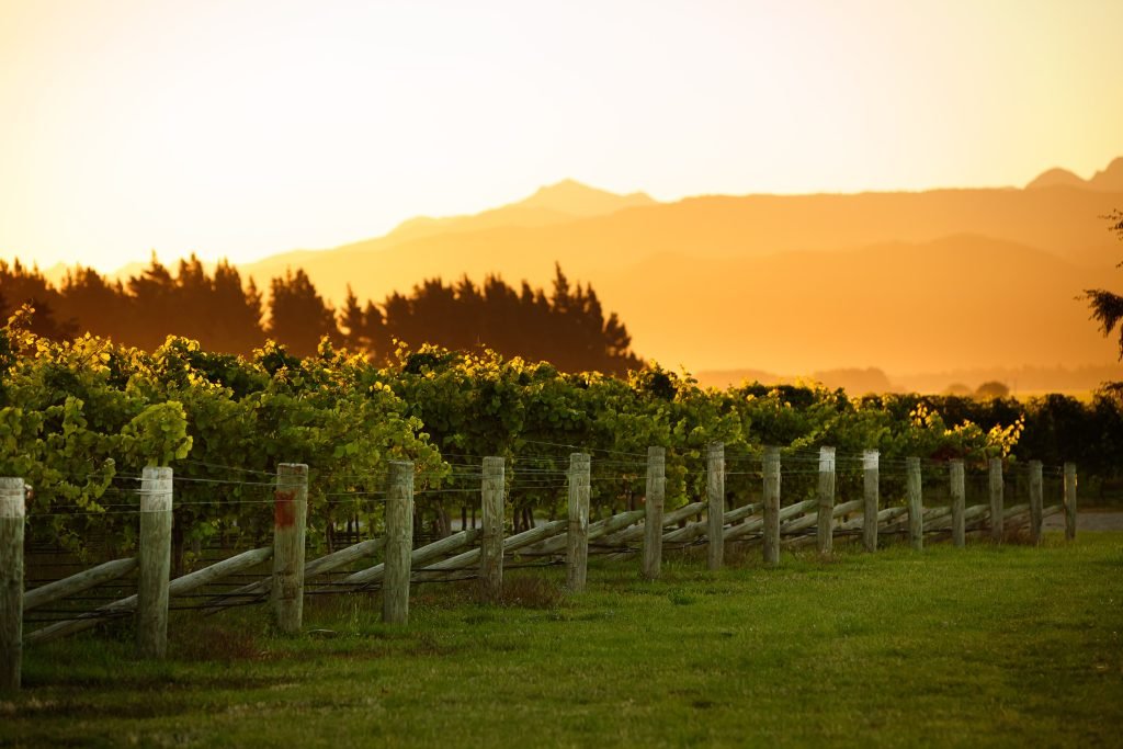 Enoturismo: los 8 destinos para amantes del vino 5 1608756918 new zealand region marlborough wairau 1