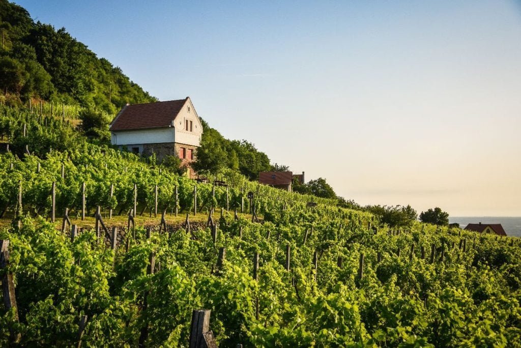 Enoturismo: los 8 destinos para amantes del vino 8 Hungria 1