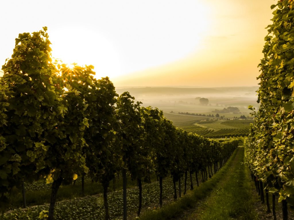 Enoturismo: los 8 destinos para amantes del vino 61 Enoturismo