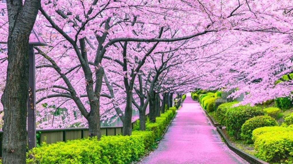 10 lugares rosas más bonitos del mundo 6 8af6f555 e0ce 4118 9208 cee88d05e894 alta aspect ratio default 0