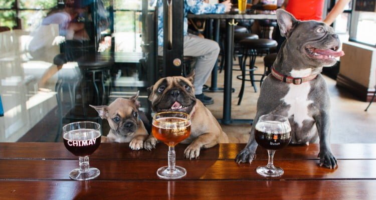 4 Sitios Pet Friendly en Madrid 27 sitios Pet Friendly en Madrid
