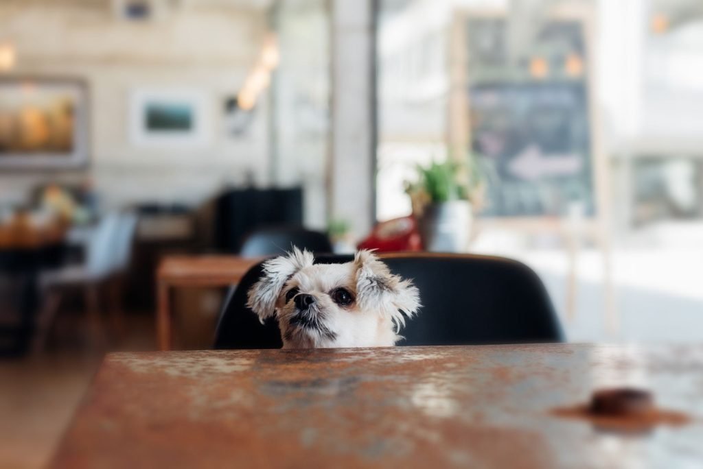 4 Sitios Pet Friendly en Valencia 1 bigstock sweet dog look something in co 211578298