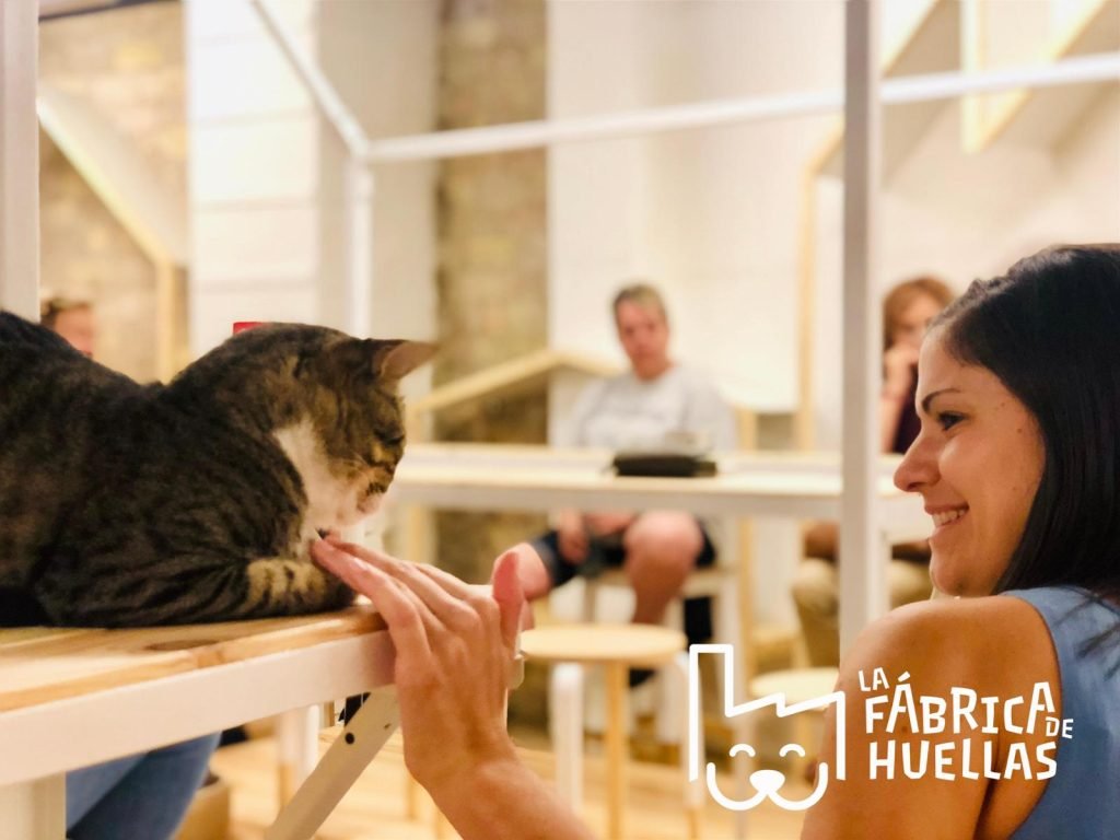 4 Sitios Pet Friendly en Valencia 2 qjgfb7v6ei