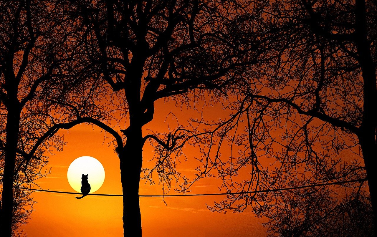 tree 3063715 1280