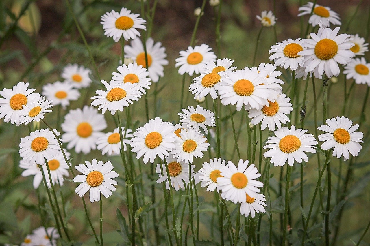 Florerías cerca de mí en Madrid: 1 guía completa para encontrar las mejores 1 florerias cerca de mi en madrid