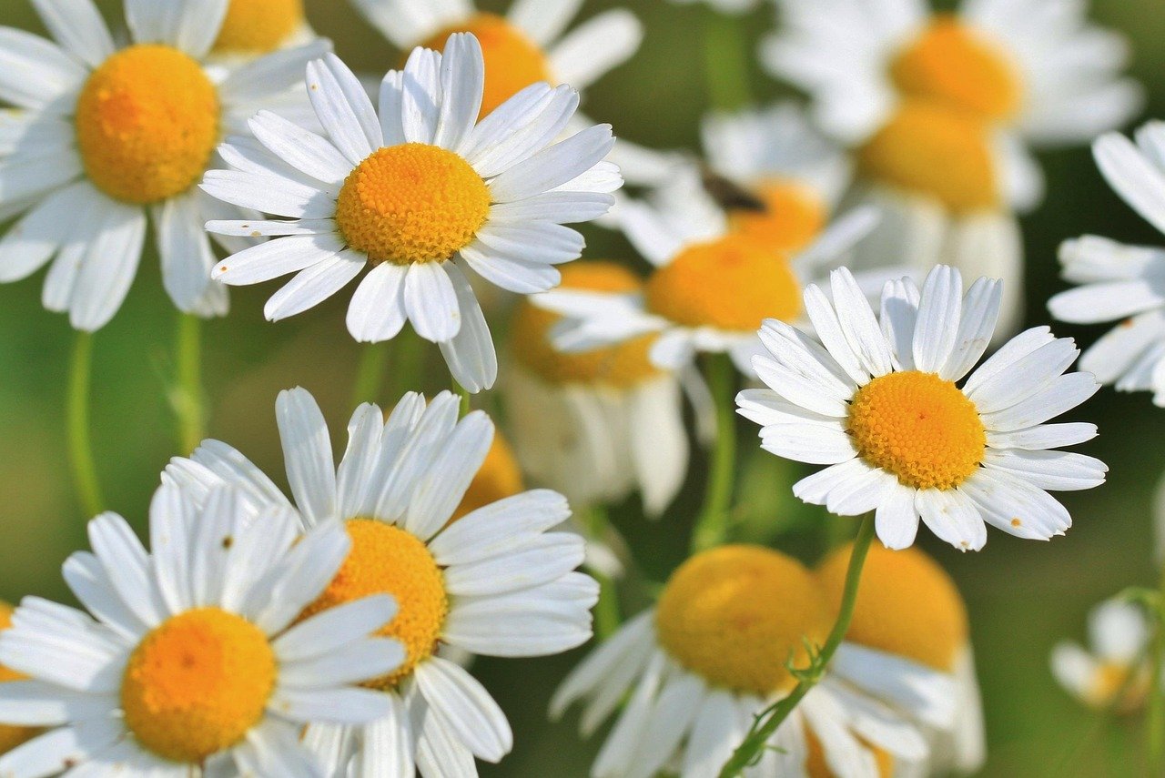 Florerías cerca de mí en Sevilla: 1 Guía completa para encontrar las mejores flores 2 florerias cerca de mi en sevilla
