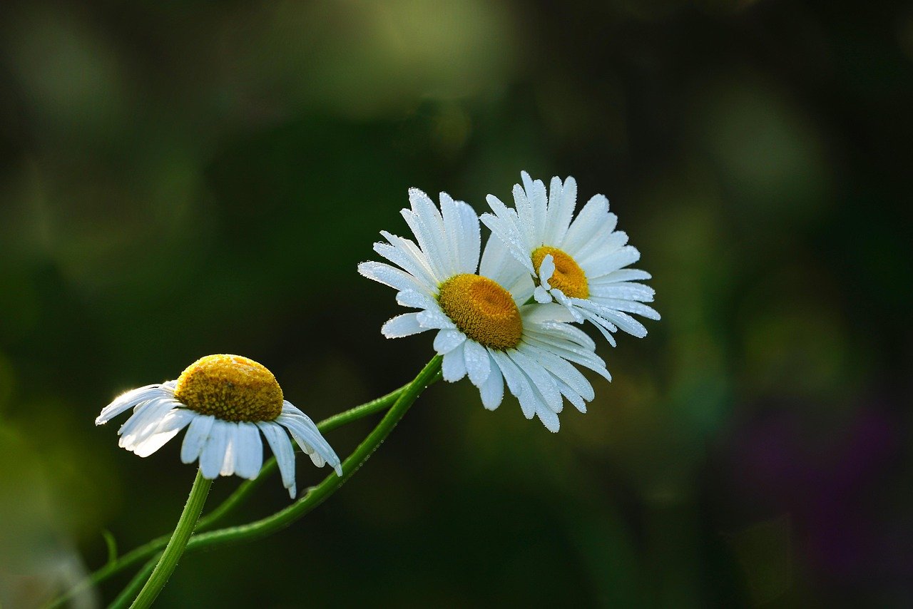 Florerías cerca de mí en Málaga: 1 Guía completa para encontrar las mejores flores 2 florerias cerca de mi en malaga