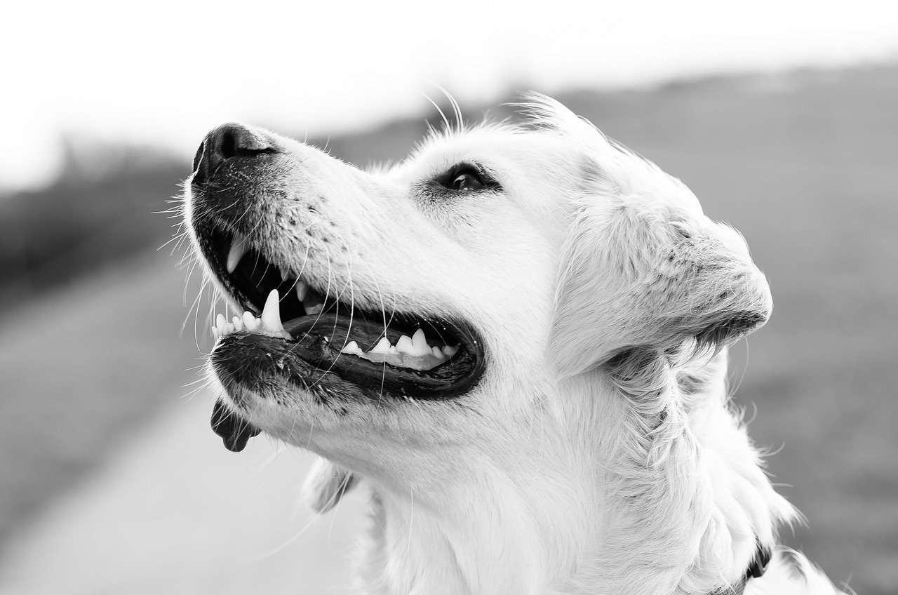 dog photography 1551699 1280