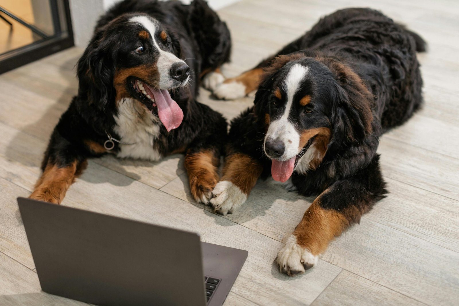 5 Sitios Pet Friendly en Valencia: La Guía Definitiva para Disfrutar con tu Mascota 3 pexels a darmel 9040438 scaled