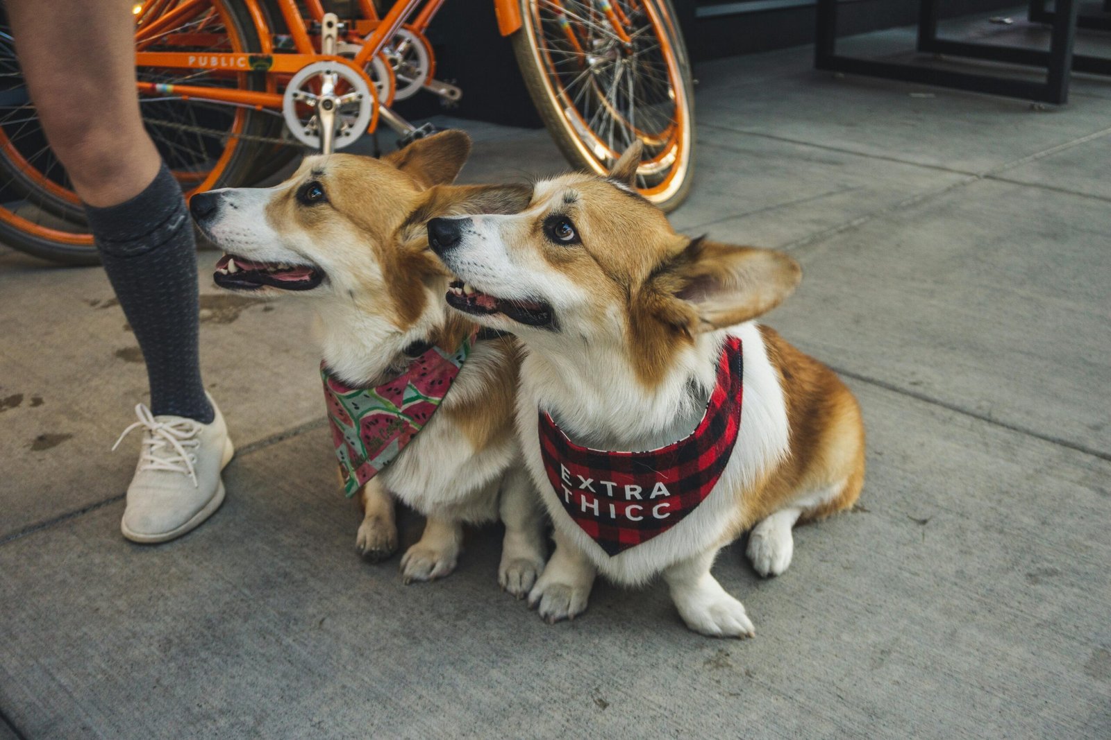 7 Ciudades Pet Friendly en España: La Guía Completa para Viajar con tu Mascota 2 pexels brett sayles 2853547 scaled