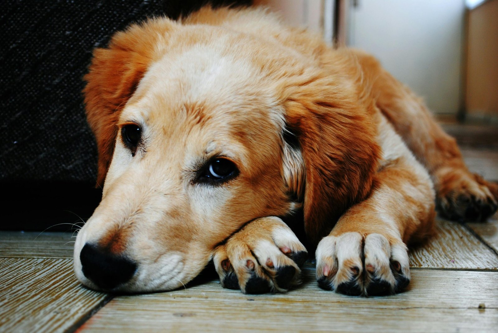 5 Sitios Pet Friendly en Barcelona para Disfrutar con tu Mascota 2 pexels brunocervera 128817 scaled