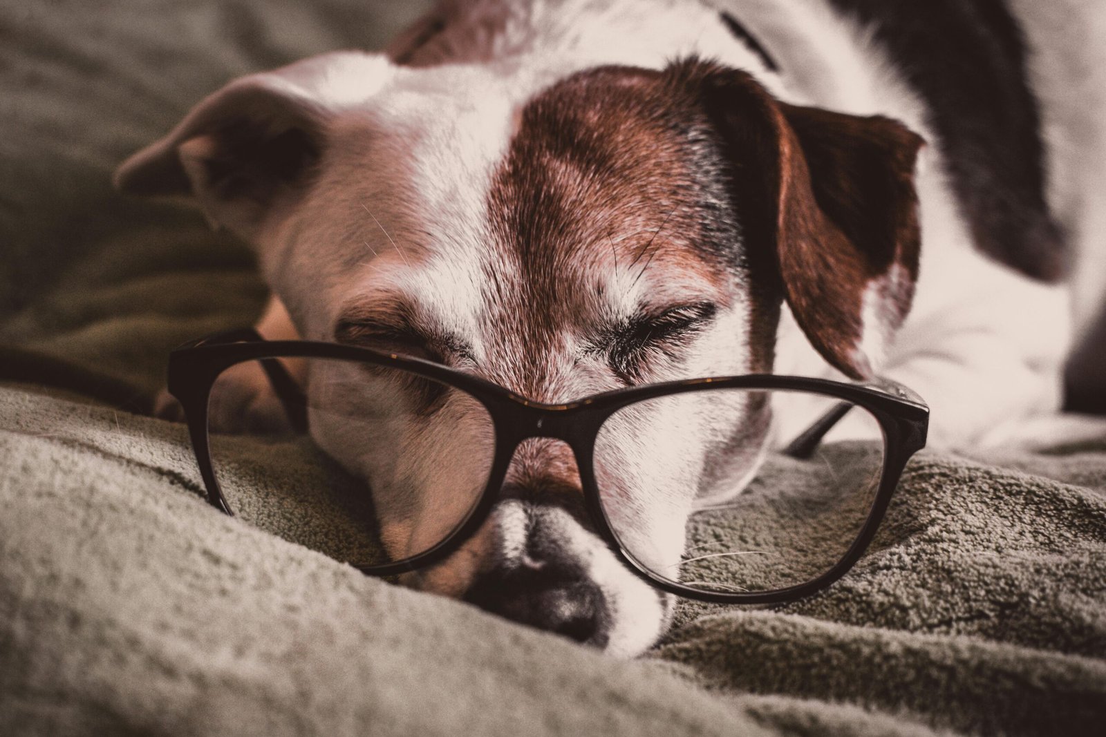 5 Sitios Pet Friendly en Madrid para Disfrutar con tu Mascota 1 sitios Pet Friendly en Madrid