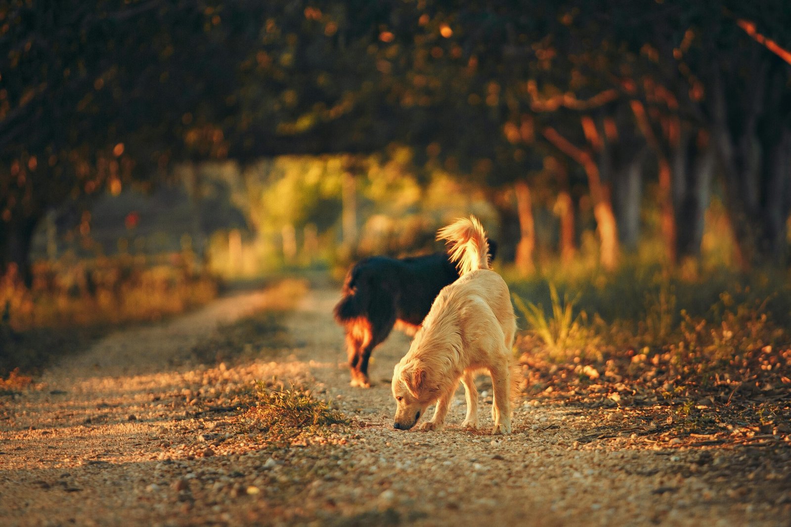 7 Ciudades Pet Friendly en España: La Guía Completa para Viajar con tu Mascota 3 pexels helenalopes 2027105 scaled