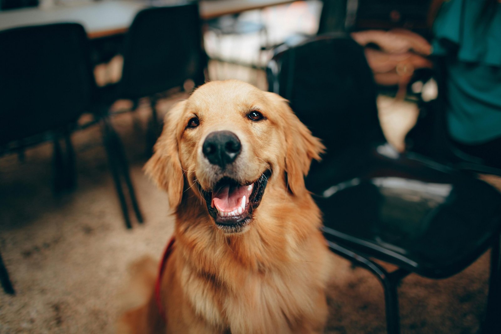 sitios Pet Friendly en Valencia