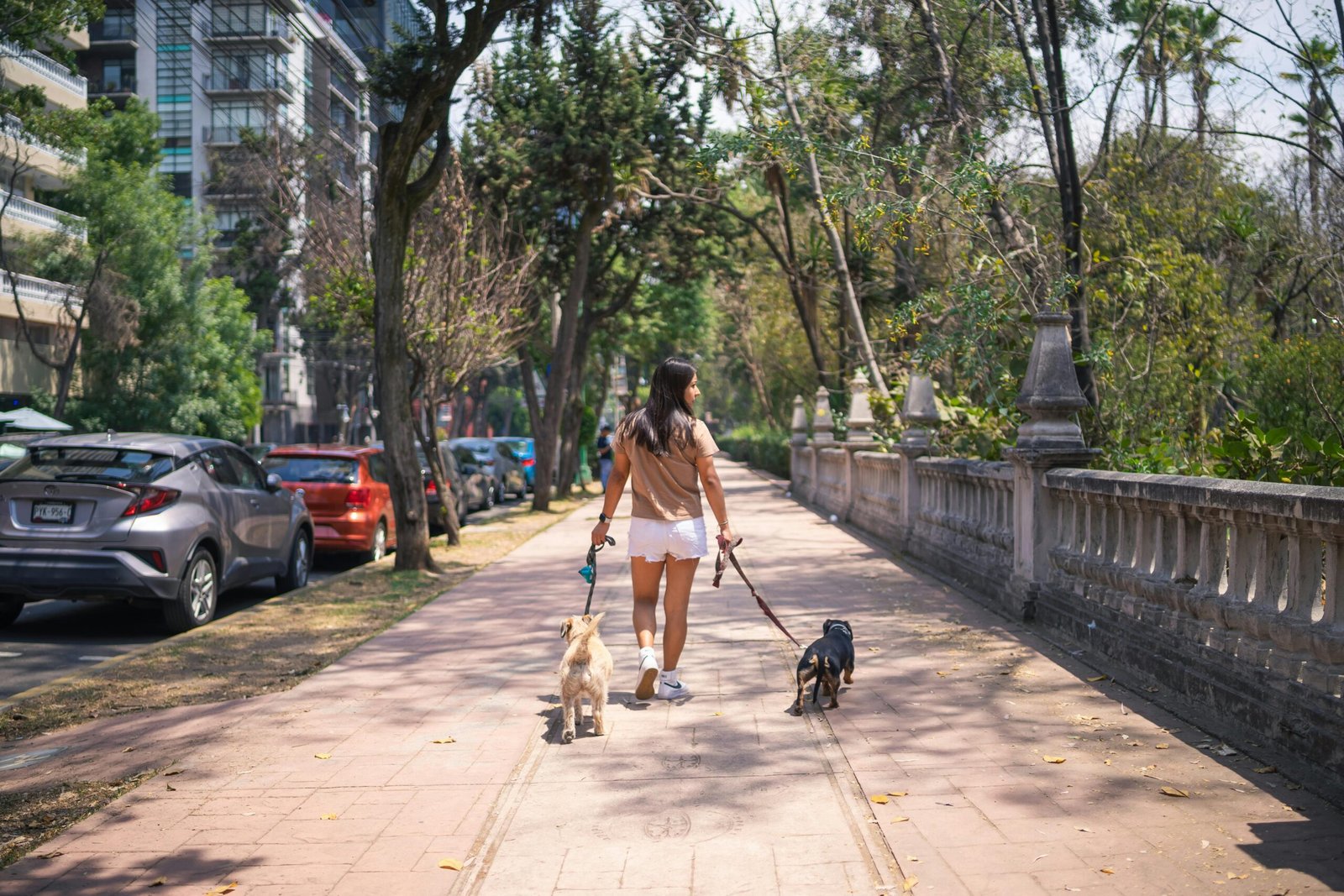5 Sitios Pet Friendly en Barcelona para Disfrutar con tu Mascota 4 pexels julio lopez 75309646 16125194 scaled