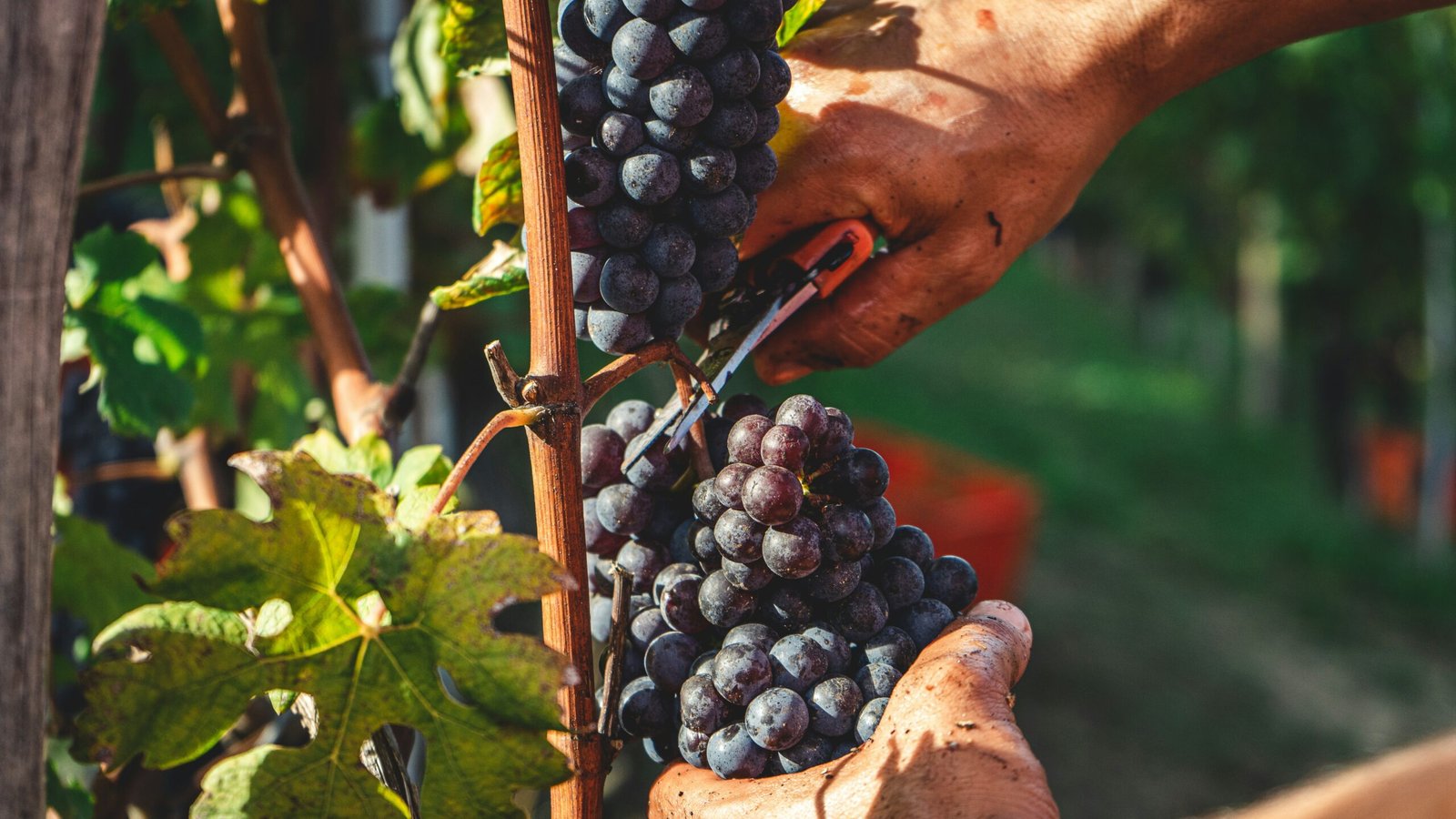 El simbolismo del vino en el arte: Historia, significados y representaciones 2 andrea cairone lzM3pbQim70 unsplash scaled