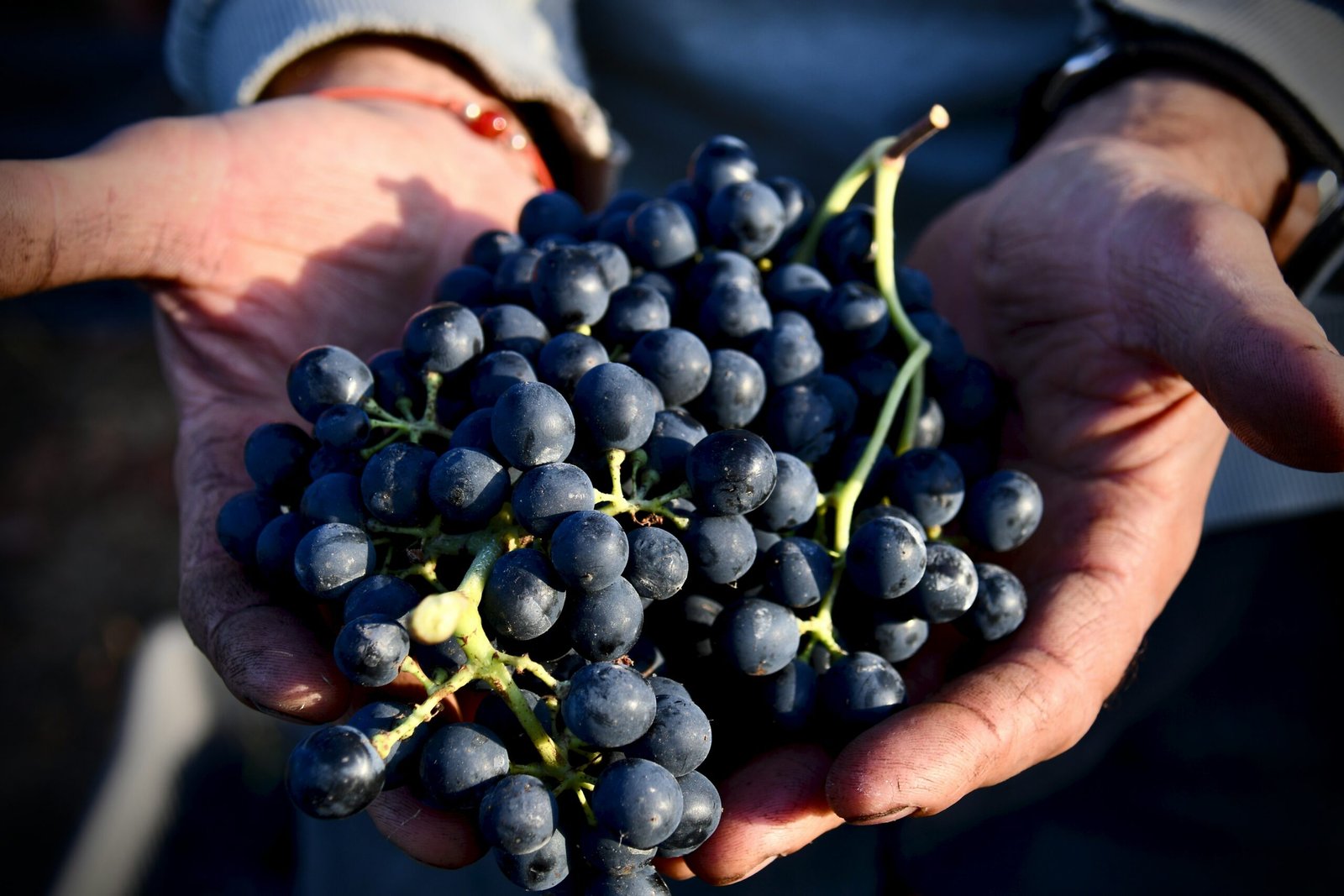 Vino tinto en España: 1 historia, variedades y cultura 2 martin fennema NEkq08ziTNE unsplash scaled