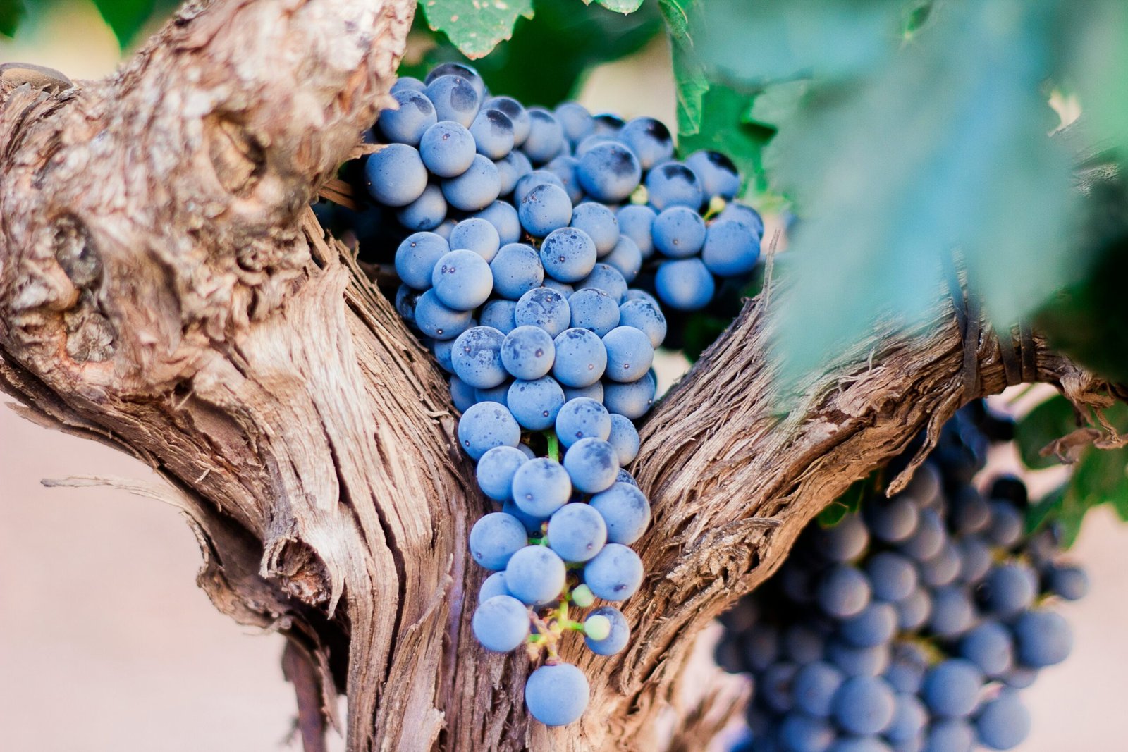 El Vino en la Mitología y el Arte: 1 Viaje entre Dioses, Mitos y Creaciones 2 nacho dominguez argenta QVdFEzkAkmg unsplash scaled