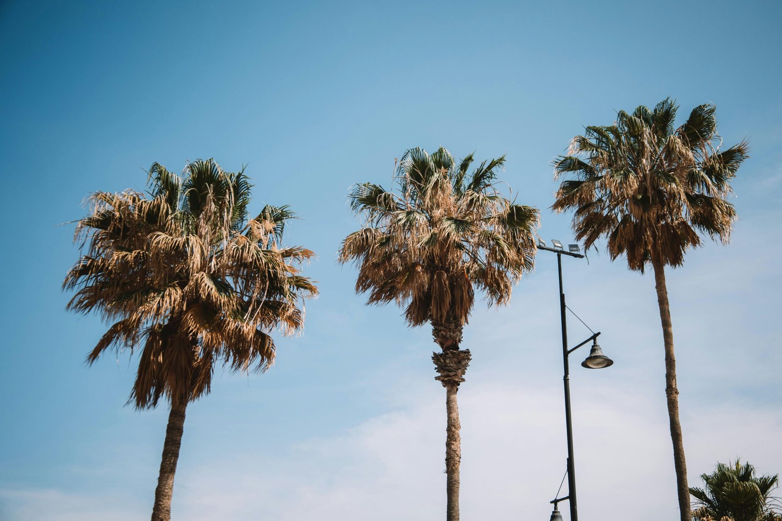 Los mejores parques en Málaga: naturaleza, 1 ocio y bienestar en la Costa del Sol 2 pexels joaquin carfagna 3131171 16753343 scaled