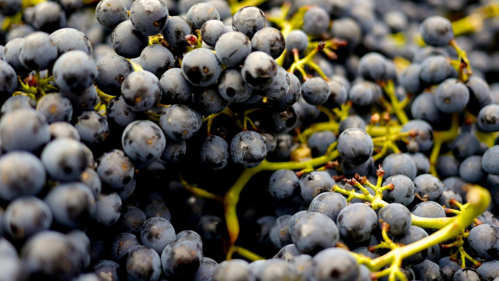 Pinturas de Bodegas Famosas: 1 Arte que Acompaña al Vino 3 pexels pixabay 357742 1 scaled