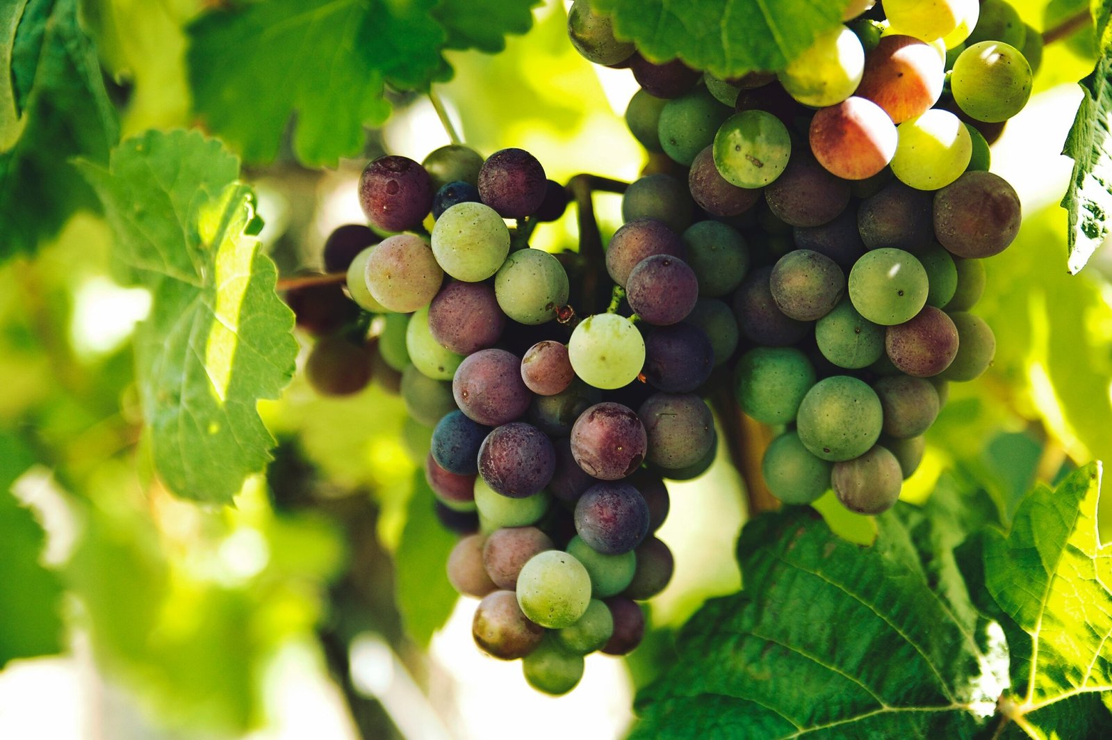 Bodegas con exposiciones de arte en España: cuando el vino se encuentra con 1 creatividad 3 rohit tandon fLNStYwV01Y unsplash scaled