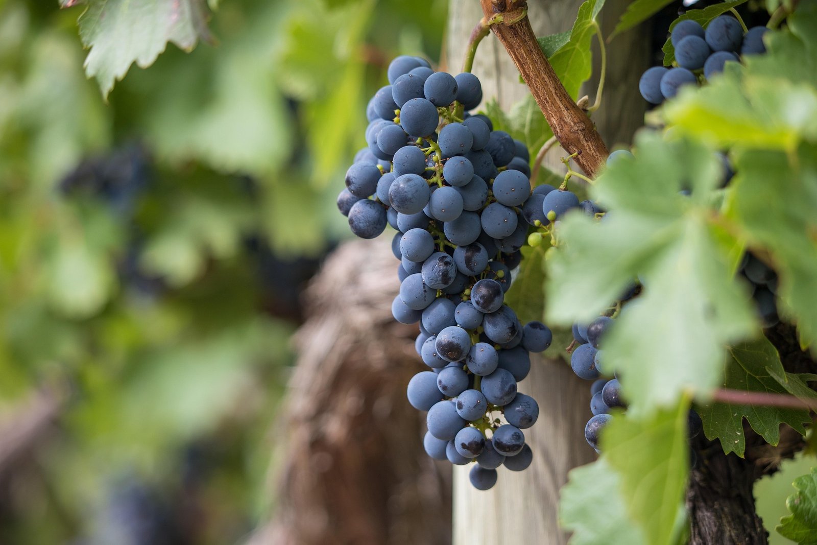 Turismo enológico: 5 experiencias fascinantes que todo amante del vino debe vivir 2 Wine Gogh